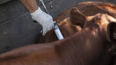 ¿Fin de los monopolios? Cambian el sistema de vacunación contra la fiebre aftosa