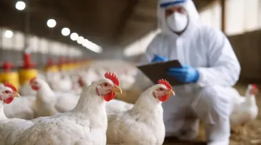 Alerta en Buenos Aires: reclamos por la expansión de la gripe aviar