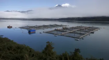 Escándalo por fondos noruegos sacude la industria del salmón en Chile