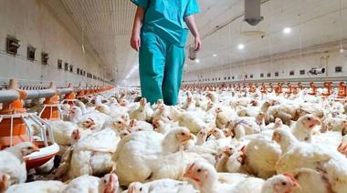 Gripe aviar: cuál es el riesgo inminente que enfrenta la industria argentina
