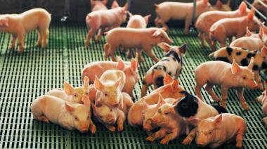 El Gobierno ya desembolsó $14.000 millones en créditos para el sector porcino