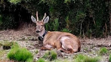 Parque Nacional Lanín: el huemul Newenche cumple un año de monitoreo exitoso