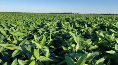 Molinos Agro lanzó un programa con soja y carbono: qué busca certificar