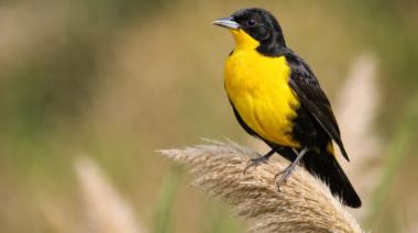 Cómo es la jugada clave para frenar su extinción en Argentina del tordo amarillo