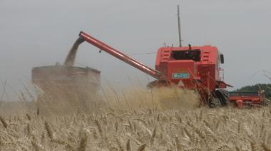 El trigo, al límite: cuánto se lleva el Estado en impuestos, según FADA