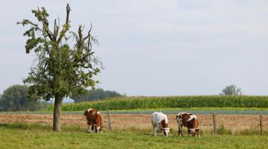 Campos ganaderos: señales de reactivación tras Expoagro 2026