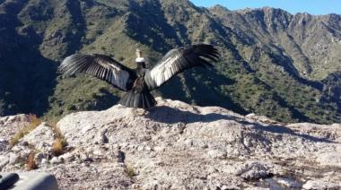 Rescatan a un cóndor andino herido de bala en la provincia de San Luis