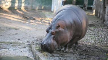 Tristeza en el Bioparque La Plata: murió Hipólito, el emblemático hipopótamo del predio