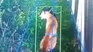 Alerta en Hudson por la aparición de un puma en un barrio privado