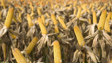 La Secretaría de Agricultura estimó cosecha maicera de 64 millones de toneladas