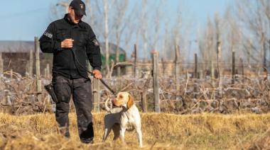 Fito, el perro policía de Mendoza que localizó a un hombre tras dos kilómetros