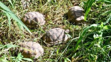 Tráfico ilegal de fauna: rescatan a 500 animales silvestres en Santa Fe