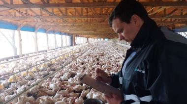 Detectaron el primer caso positivo de gripe aviar en la provincia de Córdoba