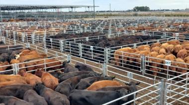 La hacienda volvió a subir: menos stock y clima adverso presionan los valores