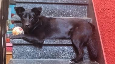 Regla 3-3-3: La guía definitiva para la adaptación de un perro rescatado