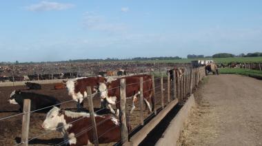 Feedlot y subproductos: las claves del despegue ganadero en Argentina