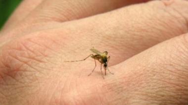 Alerta sanitario: ya son más de 430 los casos de chikungunya en Argentina