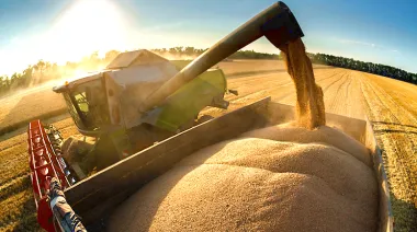 La Secretaría de Agricultura informó sobre un récord para el cultivo de maíz