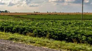 “Son miles de hectáreas”: buscan una ley para volver a sembrar en las banquinas