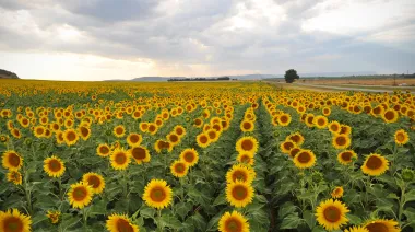 Girasol: CIARA-CEC proyecta USD 5.000 millones y pide retenciones cero