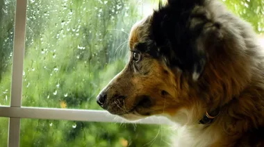 Javier Rodríguez y el perro narrador: la discusión que cambió en la literatura