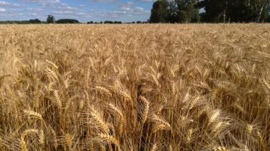 Trigo 2026/27: BCBA calculó 6,5 millones de hectáreas y alertó por costos