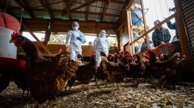 China frenó el pollo chileno y Argentina mira una ventana para exportar más