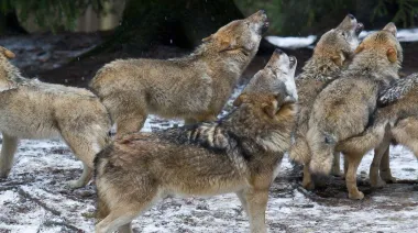 Italia investiga la muerte de 18 lobos en un parque nacional