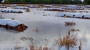 Alarma por la cebolla: Miles de hectáreas quedaron bajo el agua en Villarino