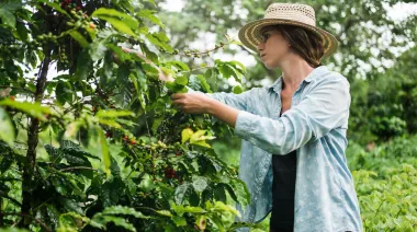 Tu café de todos los días podría costar más por el golpe al cultivo en Latinoamérica