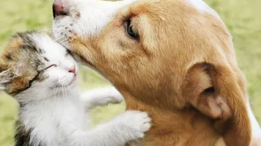 Día del Animal: la historia argentina detrás de una fecha con sello propio