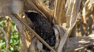 AAPRESID encendió una alerta en maíz: qué está pasando en Córdoba