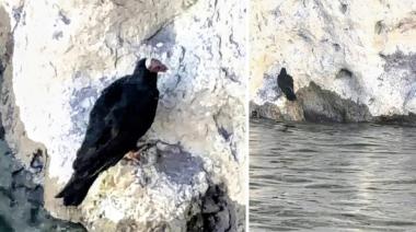 Mendoza: fueron por un cóndor y descubrieron otra ave en San Rafael