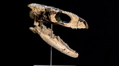 Hallazgo histórico en la Patagonia: descubren un reptil de 70 millones de años