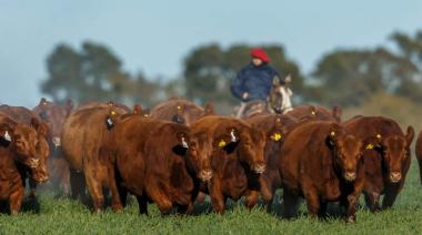 Ganadería argentina: menos animales y un dato que ya presiona a la carne