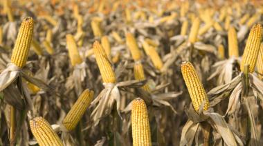 Maíz argentino: la BCR anticipa un récord que depende de Brasil y EE.UU.