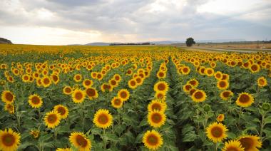 Cuáles serán los ejes del congreso del girasol que ASAGIR organiza en Mar del Plata