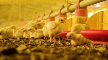 SENASA confirmó ante la OMSA que Argentina vuelve a ser libre de influenza aviar