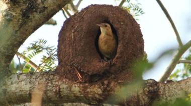 ¿Horneros zurdos o diestros? La fascinante teoría sobre el ave nacional
