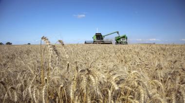 Según la BCR, el trigo 2026/27 enfrenta un salto de costos por urea y gasoil
