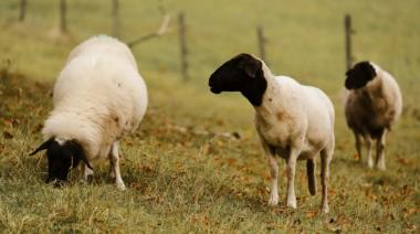 SENASA confirmó scrapie en ovinos importados: que pasará con las exportaciones