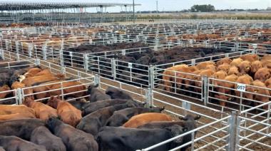 ROSGAN explicó la baja en los precios de hacienda: la calle no convalida más subas