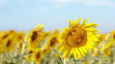 Qué pidió la cadena del girasol en el Congreso de ASAGIR en Mar del Plata