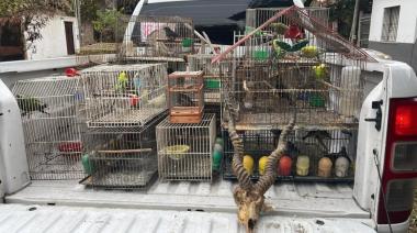 Gendarmería Nacional desarmó una red de fauna ilegal con envíos a varias provincias