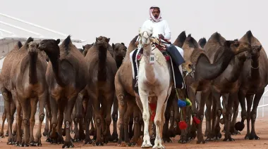Arabia Saudita apuesta a los camellos: Hail marcó un arranque millonario en la subasta