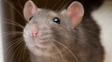 Hantavirus, OMS y Ushuaia: la respuesta del Gobierno que puso en alerta a Tedros