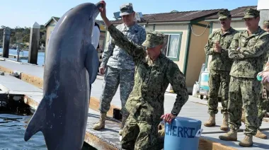 Los delfines militares soviéticos que terminaron en manos de Irán