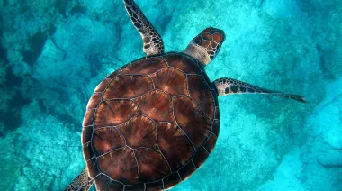 Día de la Tortuga: por qué protegerlas hoy puede salvar el mar mañana