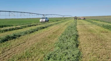La Pampa abre una nueva puerta exportadora con alfalfa premium hacia Emiratos Arabes