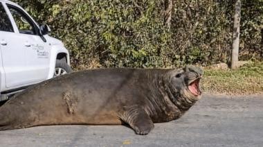 Conmoción en Ensenada: un elefante marino bloqueó el camino a Isla Santiago